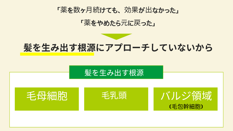 髪を生み出す根源