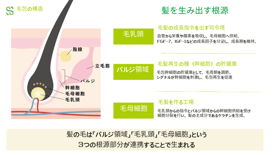 髪を生み出す根源　毛乳頭　バルジ領域　毛母細胞　役割