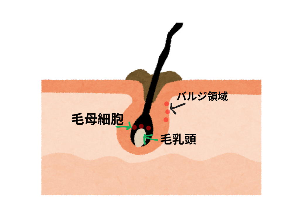 バルジ領域 毛乳頭 毛母細胞
